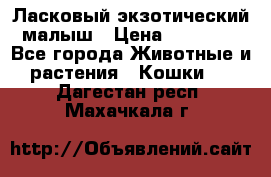 Ласковый экзотический малыш › Цена ­ 25 000 - Все города Животные и растения » Кошки   . Дагестан респ.,Махачкала г.